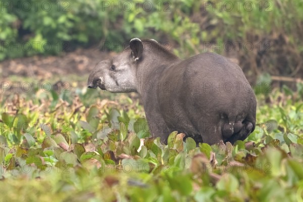 Lowland tapir (Tapirus terrestris), in water hyacinths (Pontederia subg. Eichhornia), Pantanal, inland, wetland, UNESCO Biosphere Reserve, World Heritage Site, wetland biotope, Mato Grosso, Brazil, South America