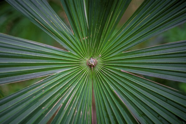 Vivid green palm tree leaves spreading out. Latin name: Cryosophila warscewiczii