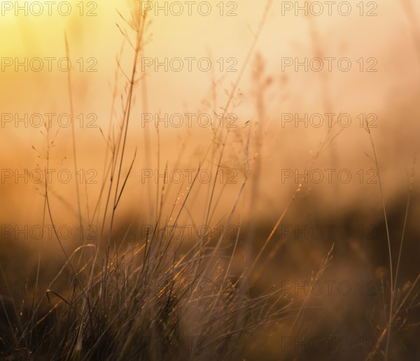 Retro Vintage Background Texture Of Shallow Focus Meadow Grass At Sunset
