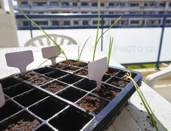 Seedling with first sprouts in black plastic background