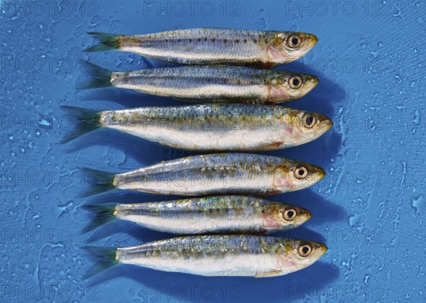 Sardine fishes in a row on a blue wet background