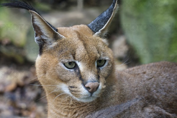 Detail of caracal head with attentive look. Beautiful caracal cat against a blurred natural background