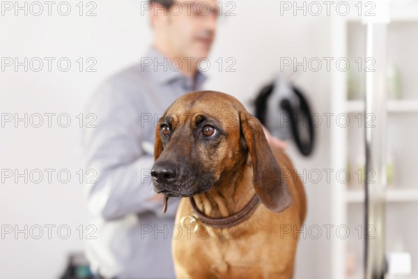 An image of a Bavarian Welding Dog Grooming