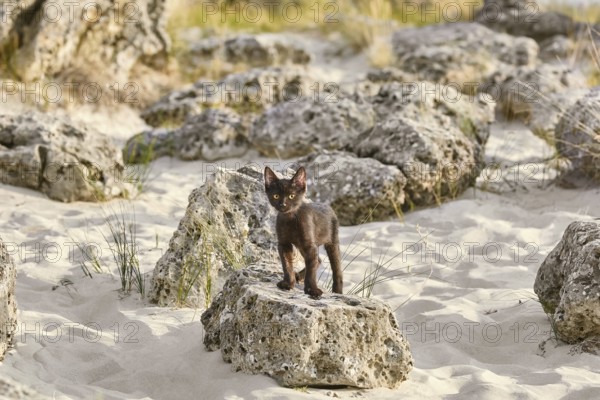 Little Black Kitten on the Stone in Desert Varna, Bulgaria, Europe