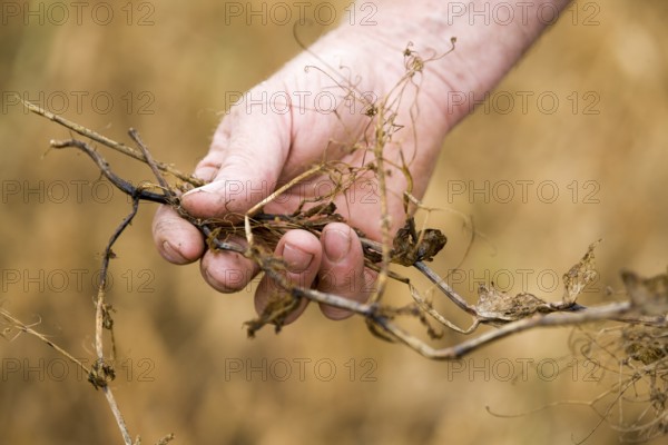 Pea Crop Harvest pulse Saskatchewan Canada Prairie
