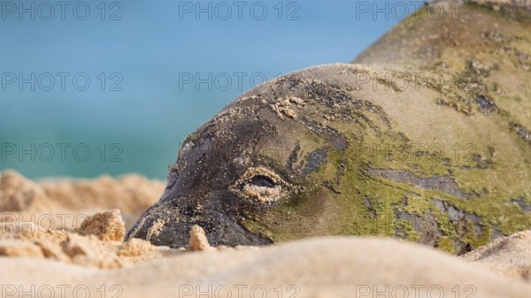An endangered Hawaiian monk seal rests in the sun on Kauai, Hawaii
