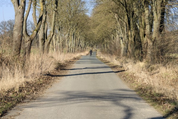 Bikeway with oaks near State domain Beberbeck, Hofgeismar, Kassel district, Hesse, Germany, Europe