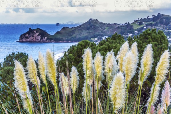 New Zealand, North Island. Beautiful reeds along the ocean shore. The Pacific Ocean tide at sunset. The concept of active and phototourism, Oceania