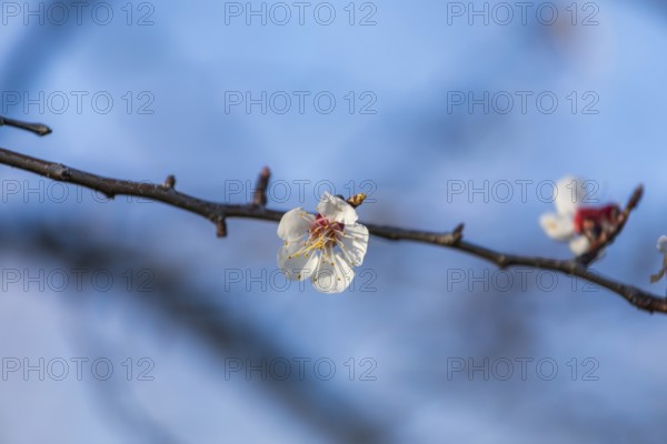 Blue sky, apricot blossom, apricot blossom, Wachau, Lower Austria, Austria, Europe
