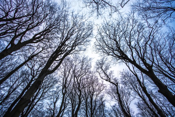 Treetops