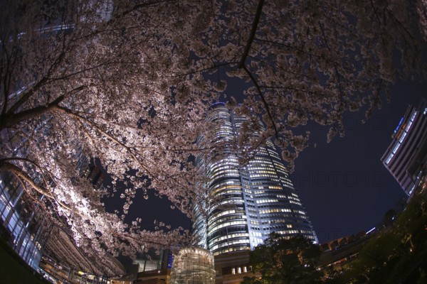 Mohri Garden of going to see cherry blossoms at night and Roppongi Hills. Shooting Location: Tokyo metropolitan area