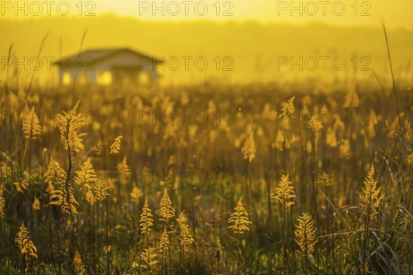 Japanese pampas grass fields and the sun and the house. Shooting Location: Miyagi Prefecture Yamamoto-cho