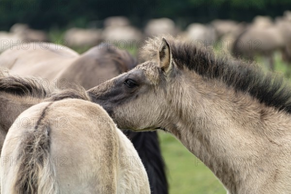 The Dülmen horses live wild near Dülmen, in the Merfelder Bruch nature reserve in North Rhine-Westphalia. The eel line on their backs is a typical feature of these wild horses. Wild live the Dülmen horses near Dülmen, in the nature reserve Merfelder Bruch, North Rhine-Westphalia. A characteristic feature of the wilds is the eel on the back