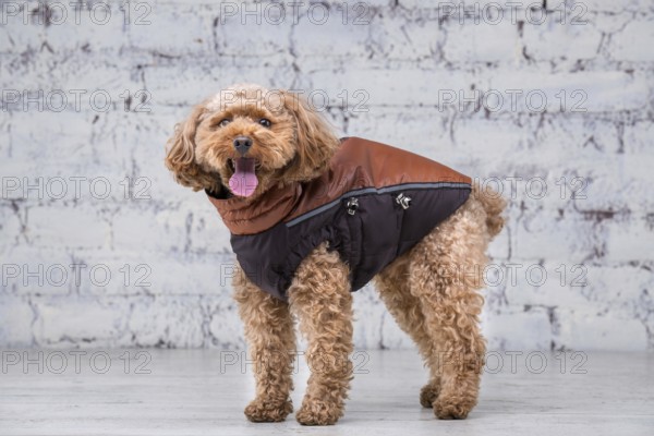 Small funny dog of brown colour with curly hair of toy poodle breed posing in clothes for dogs. Subject accessories and fashionable outfits for pets. Stylish overalls, suit for cold weather for animal
