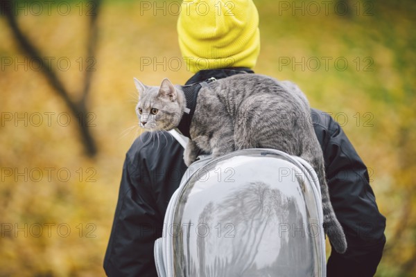 Street walk autumn, adult Caucasian man wearing dark jacket bright yellow hat and his trained domestic gray funny cat, male, looks with interest.The topic of using cat leash and pet backpack carrier bag