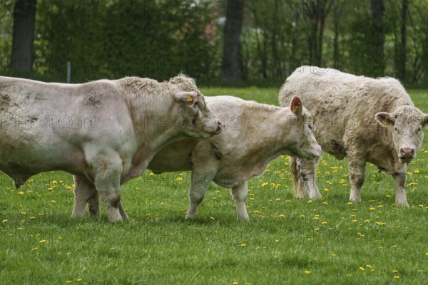 Three cows grazing and interacting peacefully in green surroundings, weseke, münsterland, germany