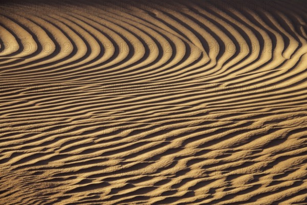 Beautiful sand dune pattern background in wind, Sahara desert