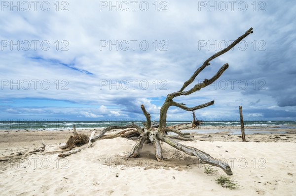 Tree trunk on the west beach on Fischland-Darß
