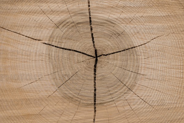 Cut surface of a tree shows the annual rings - close-up