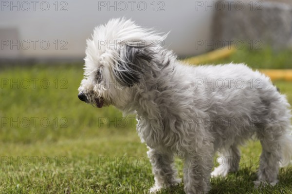 Wind blows around the ears of a white dog - Havanese pedigree dog
