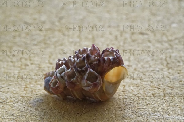 Conch shell from devbagh beach, sindhudurg, Maharashtra, India, Asia