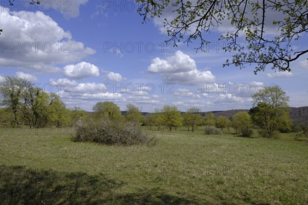 Ruine Homburg nature reserve with the largest contiguous dry grassland in Germany and steppe heath forest on Hohhafter Berg near Gössenheim and Karsbach, Lower Franconia, Franconia, Bavaria, Germany, Europe