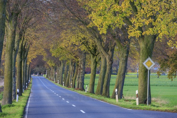 Rural street with trees, autumn leaves and quiet atmosphere, borken, westphalia, germany