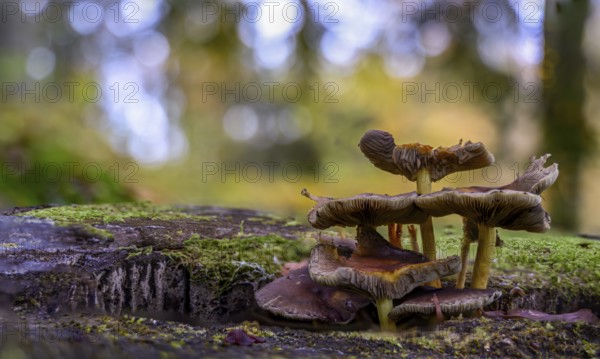 Mushrooms grow from a tree stump