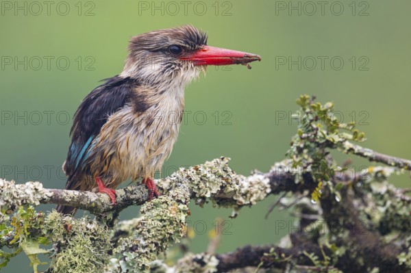 Brown-hooded kingfisher (Halcyon albiventris), perching site, Kingfisher family, iSimangaliso Wetland Park, St. Lucia, KwaZulu-Natal, South Africa, Africa