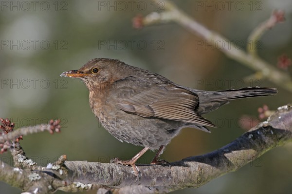 Blackbird (Turdus merula), one, individual, biotope, habitat, perch, garden, Neuhofen, Rhineland-Palatinate, Federal Republic of Germany