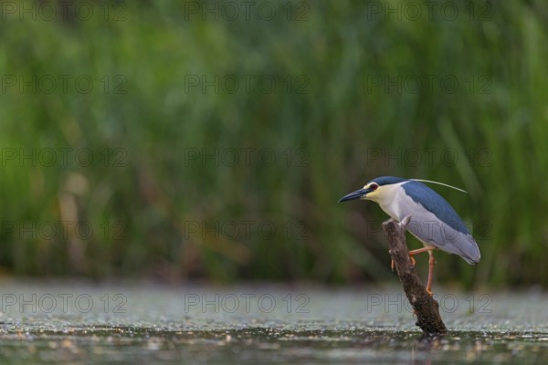 Black-crowned black crowned night heron (Nycticorax nycticorax), Bihoreau gris, HÈron bihoreau, Martinete Com?n, Ayn Razat, Salalah, Dhofar, Oman, Asia