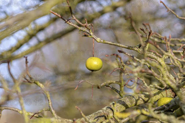 Crown apple (Malus coronaria 'Nieuwlandiana'), Anchers Havecenter, Göttingen, Lower Saxony, Germany, Europe
