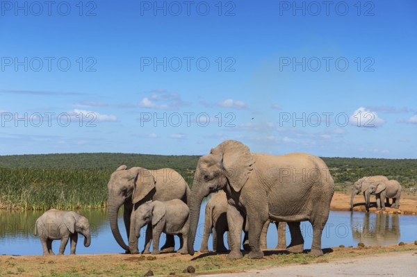 African elephant, (Loxodonta african), Addo Elephant National Park, Addo Camp, Western Cape, South Africa, Africa