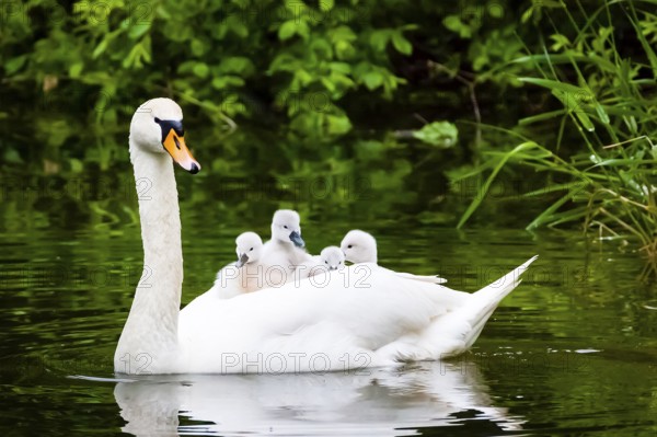 Mute swan (Cygnus olor), Lower Saxony, Federal Republic of Germany