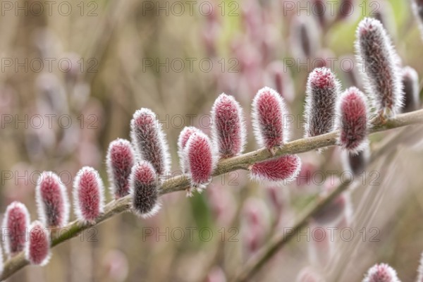Red pussy willow (Salix gracilistyla 'Mt. Aso'), Cambridge Botanical Garden, Great Britain
