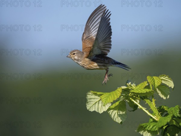 Linnet, Common Linnet, Eurasian Linnet, (Carduelis cannabin), (Acanthis cannabina), Linotte mÈlodieuse, Pardillo Com?n