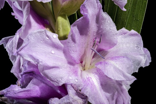 Beautiful Blooming lilac Gladiolus Blue Beauty isolated on a black background. Flower head close-up, Odessa, Ukraine, Europe