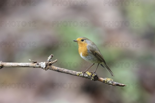 European robin (Erithacus rubecula)