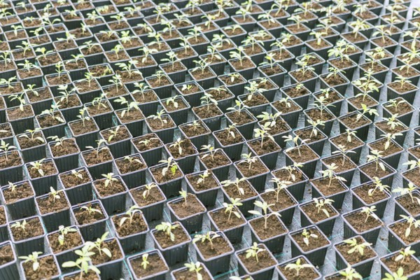 Rows of Potted Seedlings in Greenhouse