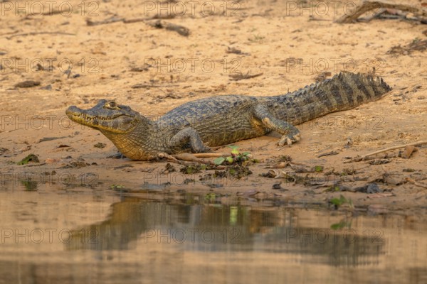 Caiman (Caimaninae), Alligator (Alligatoridae), Crocodile (Crocodylia), Reflection, Pantanal, Inland, Wetland, UNESCO Biosphere Reserve, World Heritage Site, Wetland, Mato Grosso, Brazil, South America