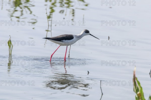 Black Winged Stilt in Shallow Water (Himantopus himantopus)