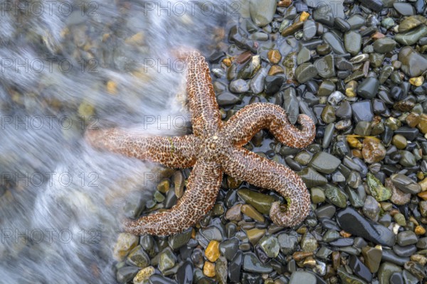 Starfish (Echinodermata spec.) on wet stones, surrounded by water, in natural environment, Hoonah, Alaska, USA, North America