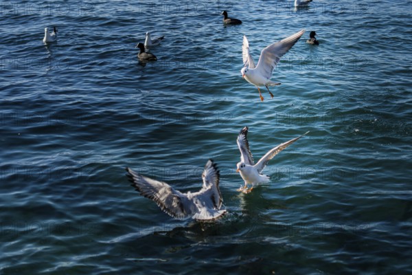 Seagulls are on and over the sea water