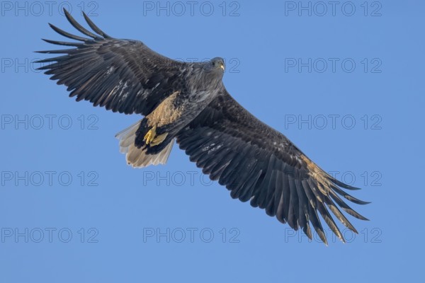 White-tailed eagle (Haliaeetus albicilla), Lofoten, Norway, Europe