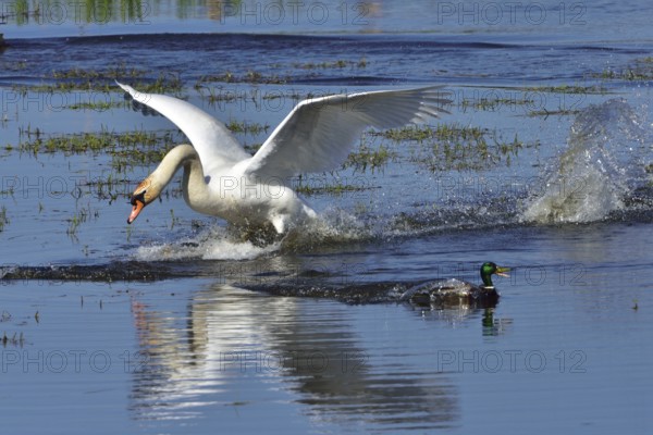 Mute Swan and Mallard during the mating season