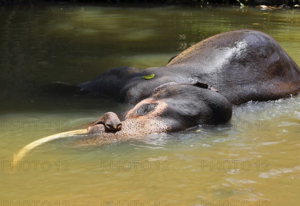 Elephant is lying in river in Sri Lanka