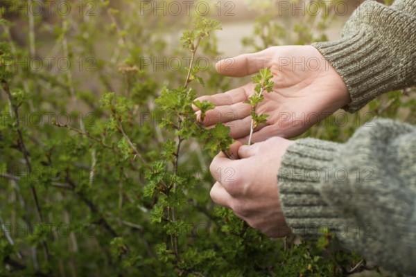 Caucasian gardener inspecting plants at backyard spring time