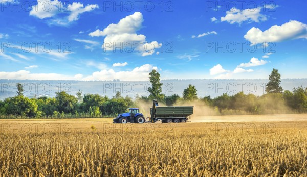 Tractor harvesting in the wheat field at summer