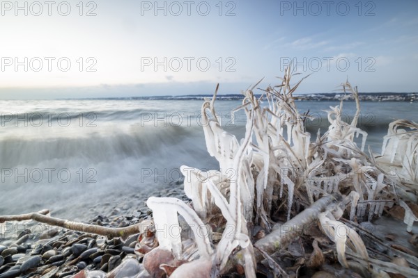 Frozen plants with wave movement on the shore of a lake in a winter environment, Hörnle, Constance, Lake Constance, Baden-Württemberg, Germany, Europe