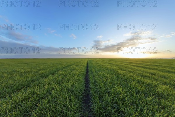 Young Wheat Seedlings growing in a Field
